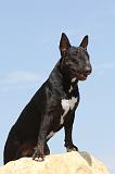 BULL TERRIER 050